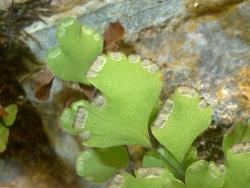 Adiantum capillus-veneris. Abaxial surface of fertile lamina segments with oblong “indusia” extending laterally along lamina margin.
 Image: L.R. Perrie © Leon Perrie CC BY-NC 3.0 NZ